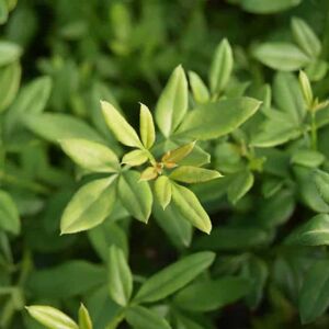 Jasminum nudiflorum 60-80 cm